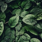 NI Natural Intelligence 自然知能の開発基準